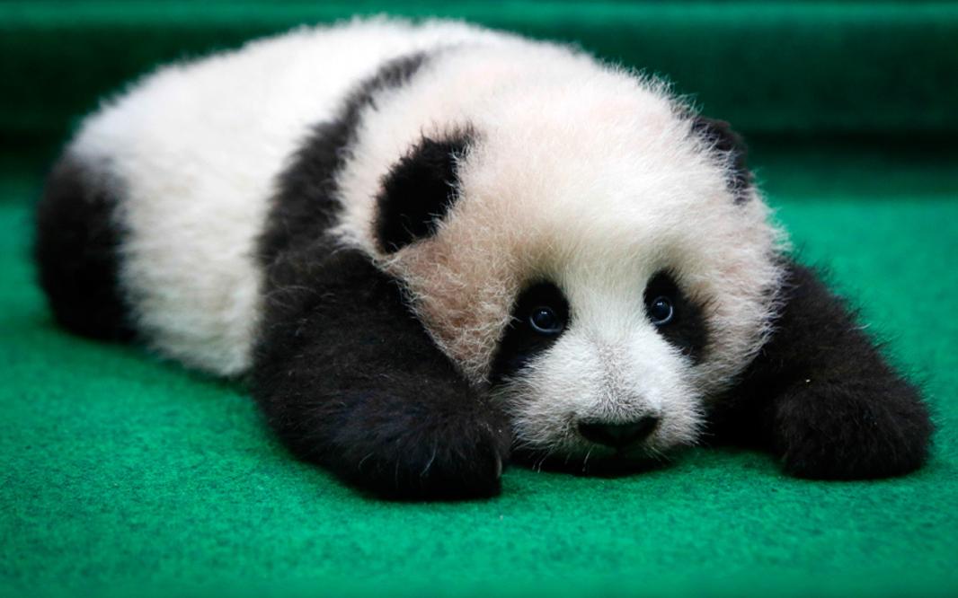 sad panda